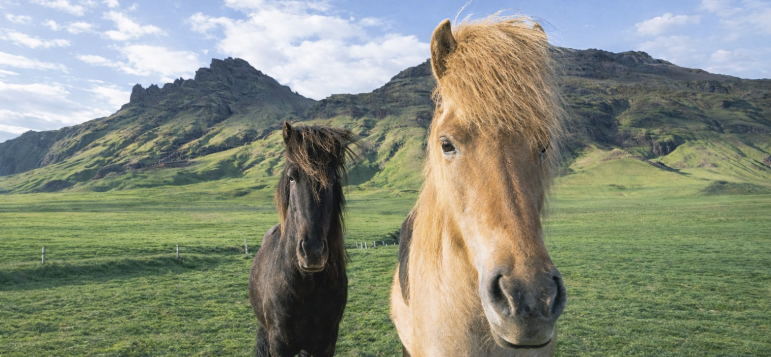 Zwei Islandpferde